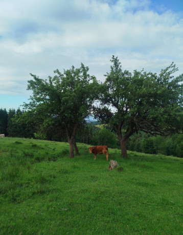 jalovica-limuzin-limusinlimousine-big-2