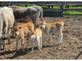madarsky-stepny-dobytok-na-predaj-small-4