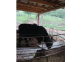 predam-bycky-angus-small-3