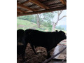 predam-bycky-angus-small-1
