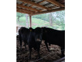 predam-bycky-angus-small-0