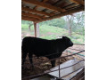 predam-bycky-angus-small-2
