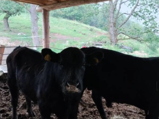 predam-bycky-angus