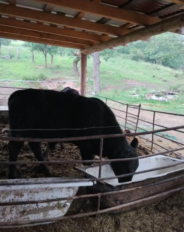 predam-bycky-angus-big-3