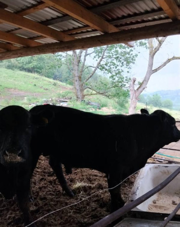 predam-bycky-angus-big-1