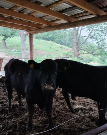 predam-bycky-angus-big-0