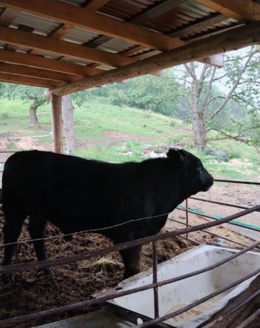predam-bycky-angus-big-2