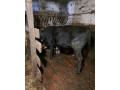angus-small-0