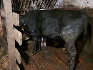 angus