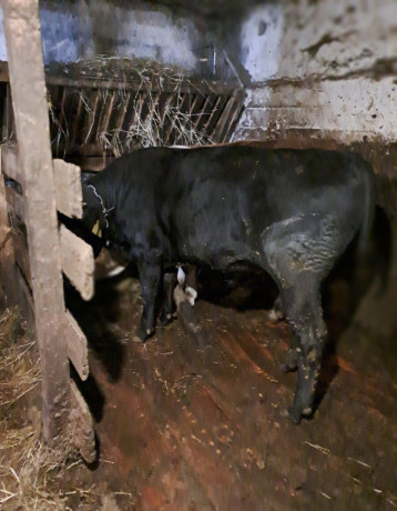 angus-big-0