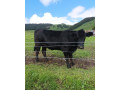 predam-jalovicu-small-0