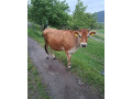 predam-jersey-jalovicku-small-0