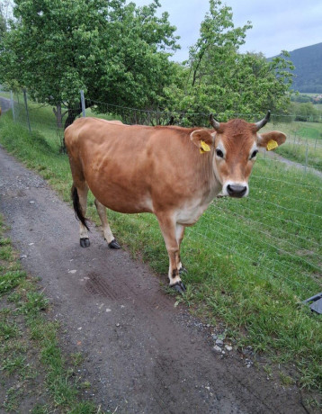 predam-jersey-jalovicku-big-0