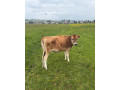 jersey-small-1