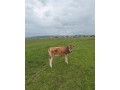 jersey-small-2
