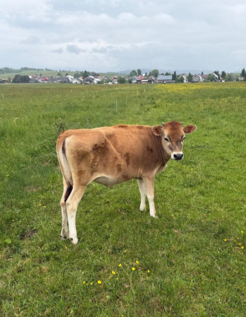 jersey-big-1