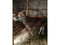 jalovicky-small-0