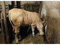 predam-jalovicu-small-1