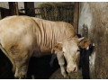 predam-jalovicu-small-0