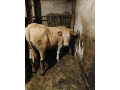 predam-jalovicu-small-2