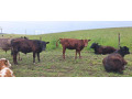 predam-3-byckov-a-1-jalovicu-small-2