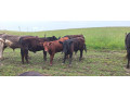 predam-3-byckov-a-1-jalovicu-small-3