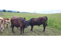 predam-3-byckov-a-1-jalovicu-small-0