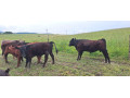 predam-3-byckov-a-1-jalovicu-small-4