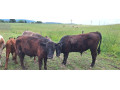 predam-3-byckov-a-1-jalovicu-small-1