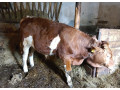 predam-byka-small-0