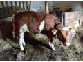 predam-byka-small-3
