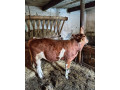 predam-byka-small-2