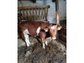 predam-byka-small-1