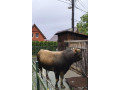 na-predaj-byk-aubrac-small-0