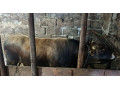 na-predaj-byk-aubrac-small-2