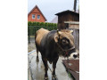 na-predaj-byk-aubrac-small-1