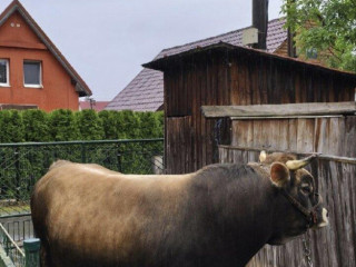 na-predaj-byk-aubrac
