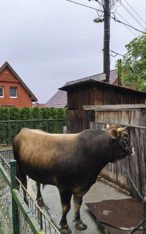 na-predaj-byk-aubrac-big-0
