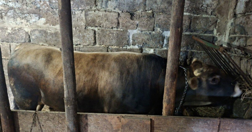 na-predaj-byk-aubrac-big-2