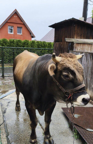na-predaj-byk-aubrac-big-1