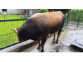 predam-byka-small-4