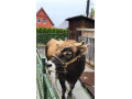 predam-byka-small-3