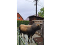 predam-byka-small-1