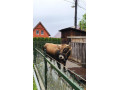 predam-byka-small-2