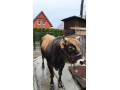 predam-byka-small-0