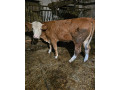 jalovica-small-0