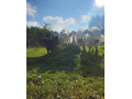 predam-galloway-jalovice-small-0