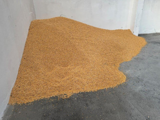 volna-kukurica