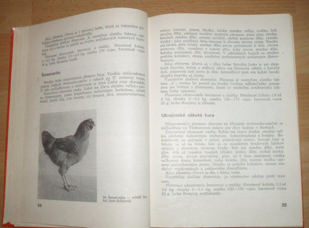 najvykonnejsie-plemena-a-typy-hydiny-big-4
