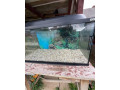 predam-akvarium-small-2